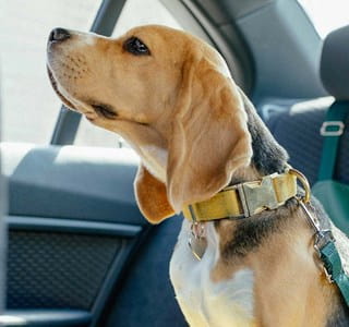 Sécurité du chien sur la banquette arrière grâce à une ceinture de sécurité adaptée.