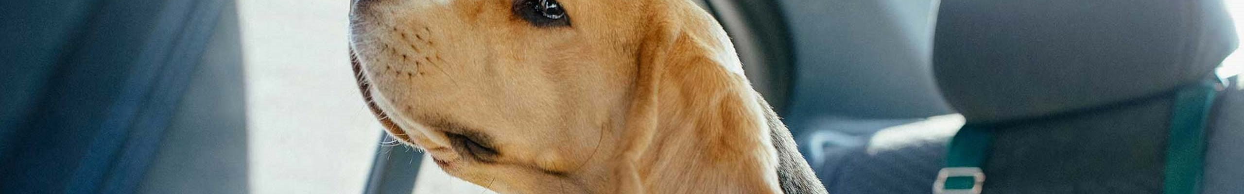 Sécurité du chien sur la banquette arrière grâce à une ceinture de sécurité adaptée.