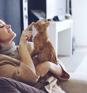 Chat roux rassuré avant un déménagement