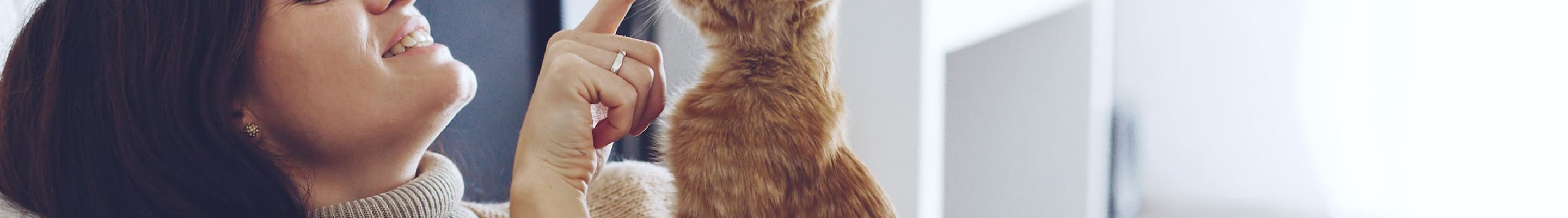 Chat roux rassuré avant un déménagement