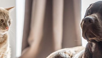 Chien et chat en bonne santé et en sécurité