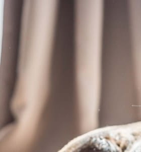 Chien et chat en bonne santé et en sécurité