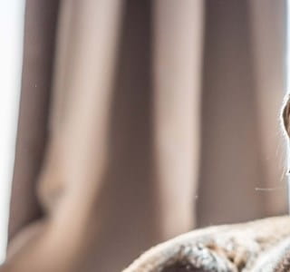 Hond en kat in een veilige omgeving en in goede gezondheid