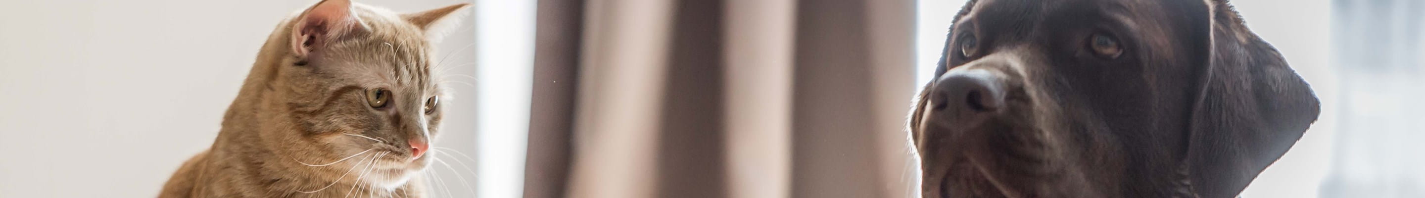 Hond en kat in een veilige omgeving en in goede gezondheid