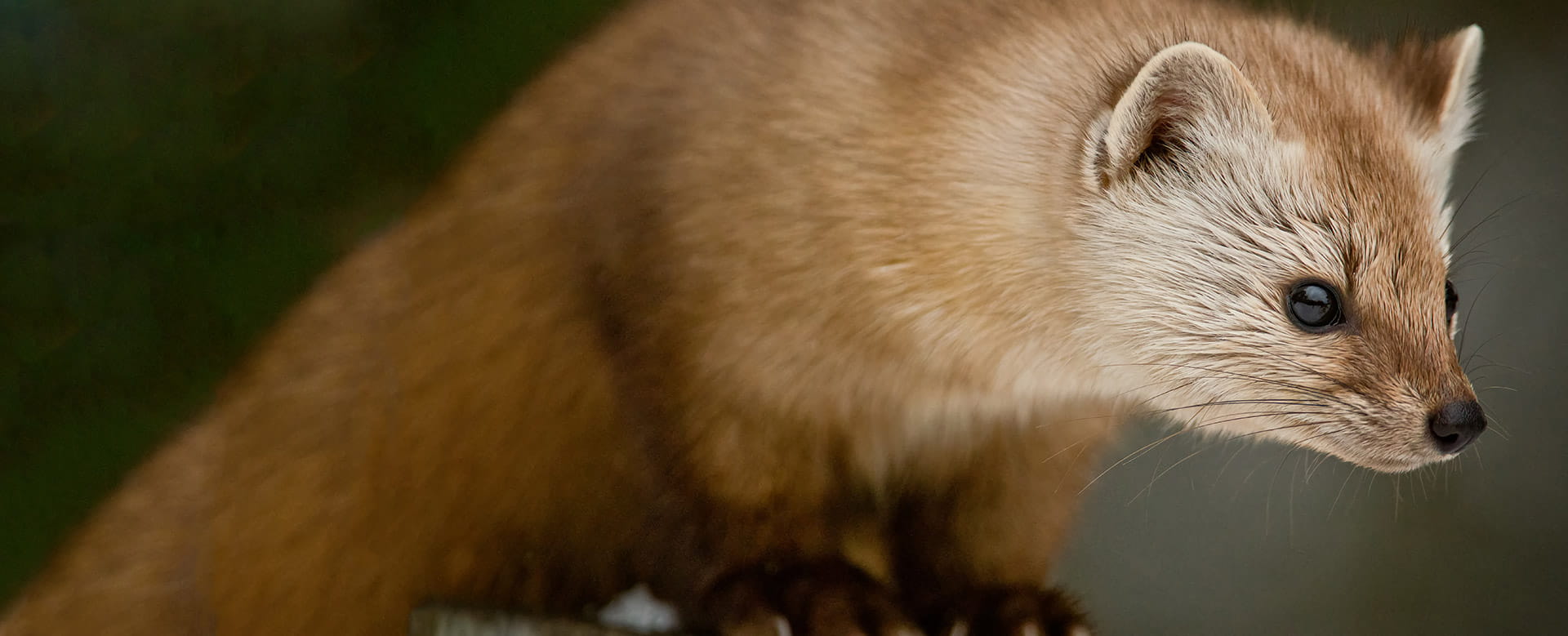 Marter die op zoek gaat naar voedsel of een schuilplaats in een auto.