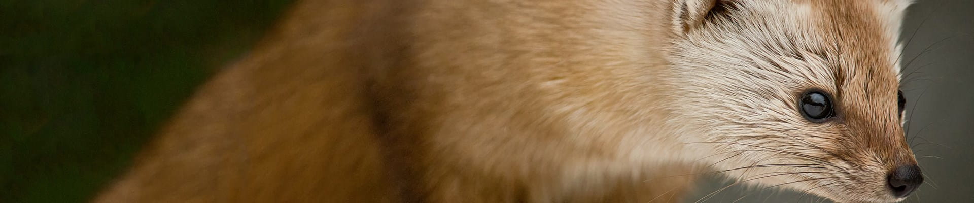 Martre à la recherche de nourriture ou d'un abri dans une voiture.