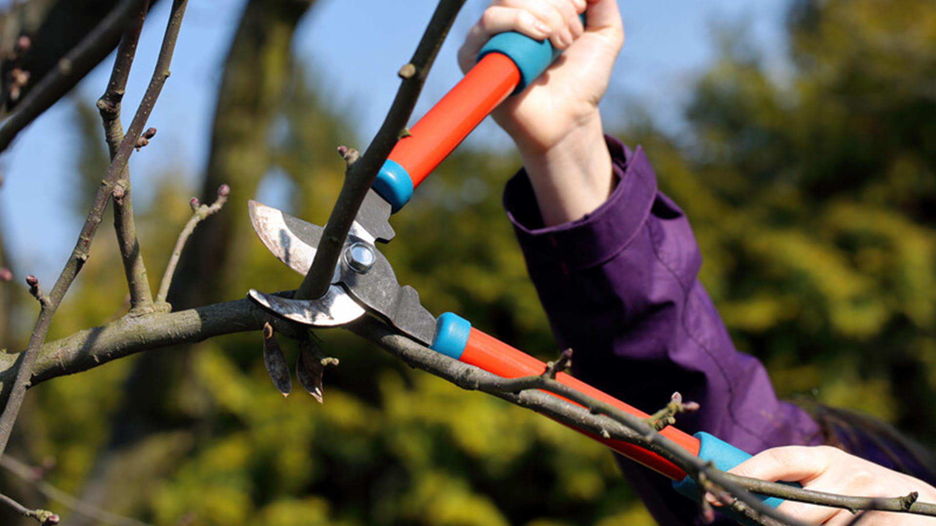 La municipalité élague ses arbres, ce qui permet de mieux les entretenir.