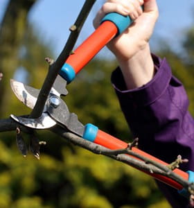 La municipalité élague ses arbres, ce qui permet de mieux les entretenir.