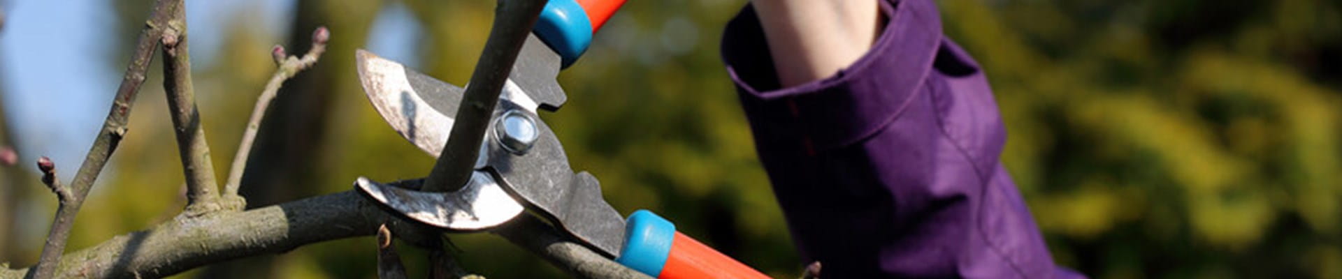 La municipalité élague ses arbres, ce qui permet de mieux les entretenir.