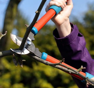 De gemeente snoeit haar bomen, waardoor de bomen beter beheerd worden.
