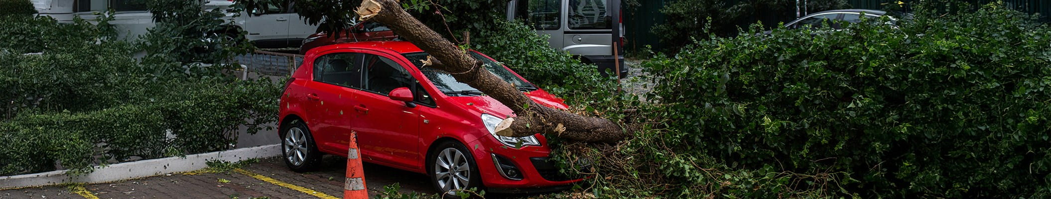 Voiture endommagée par une chute d'arbre.